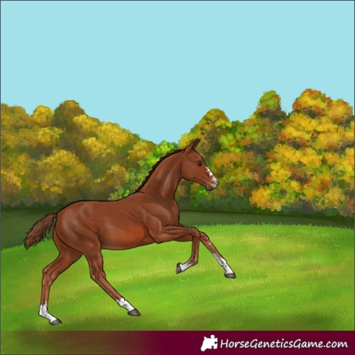 Horse Color:Chestnut 