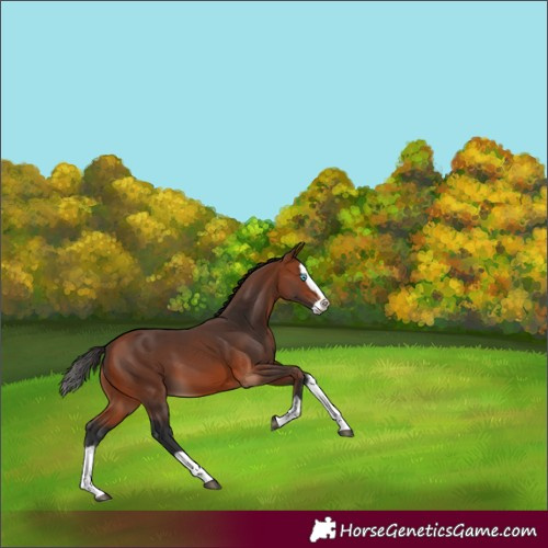 Horse Color:Bay Splash 
