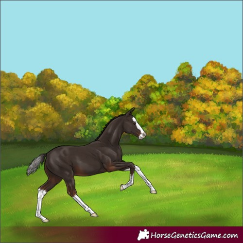 Horse Color:Liver Chestnut Splash