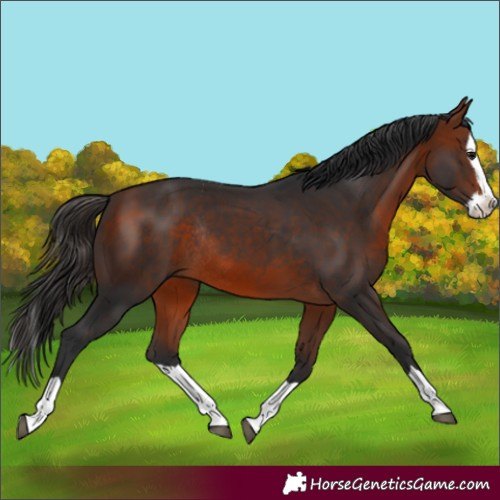 Horse Color:Bay Splash Rabicano