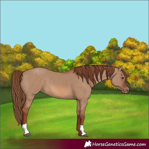 Horse Color:Red Dun Varnish 