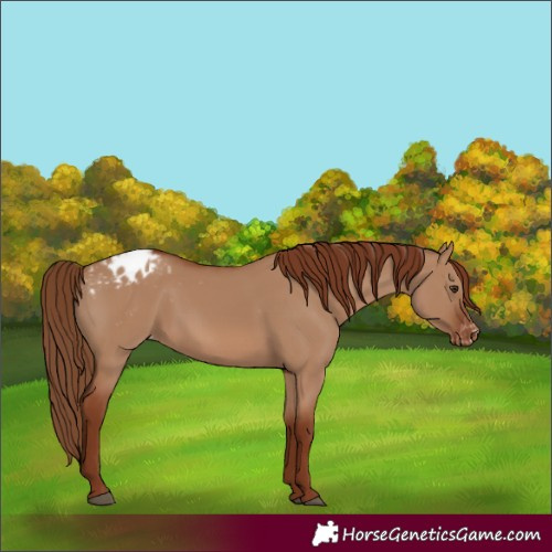 Horse Color:Red Dun Varnish 