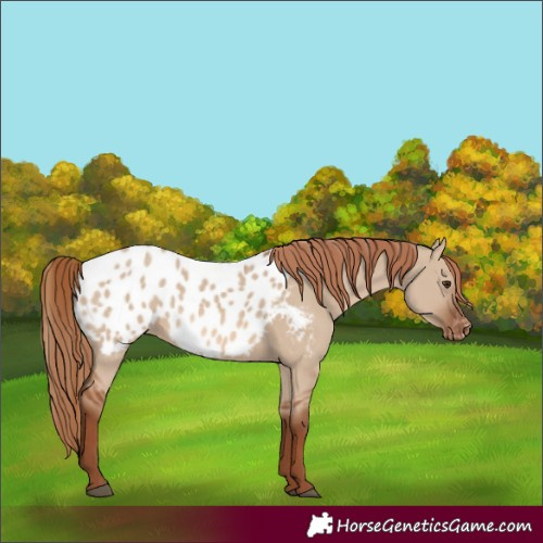 Horse Color:Red Dun Near Leopard 