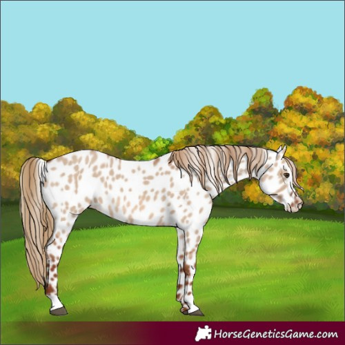 Horse Color:Red Dun Leopard