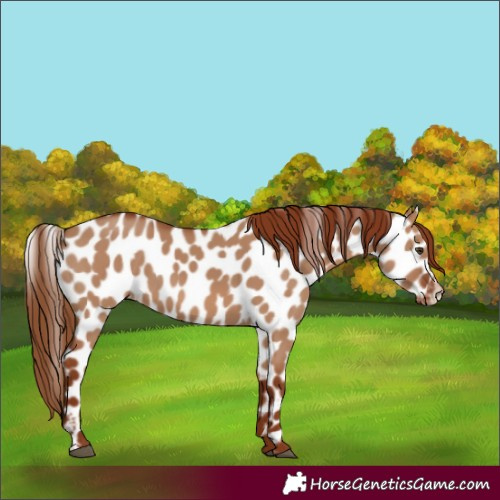 Horse Color:Red Dun Leopard