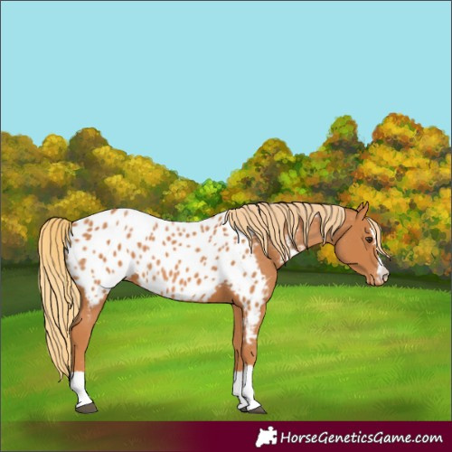 Horse Color:Chestnut Near Leopard 