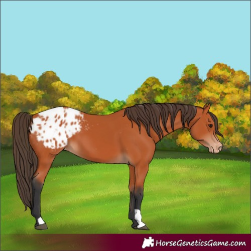 Horse Color:Bay Appaloosa 