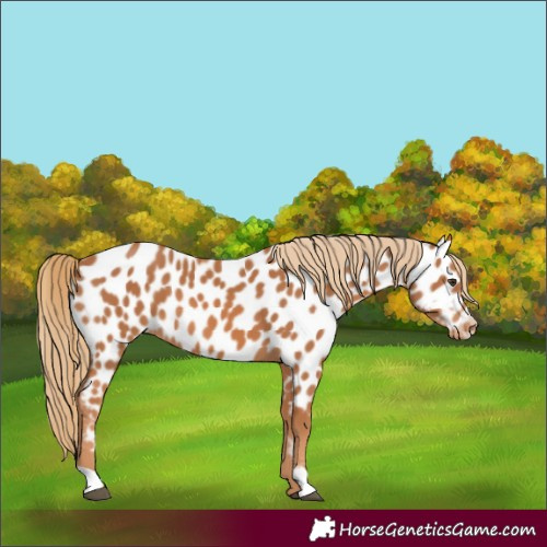 Horse Color:Chestnut Appaloosa 