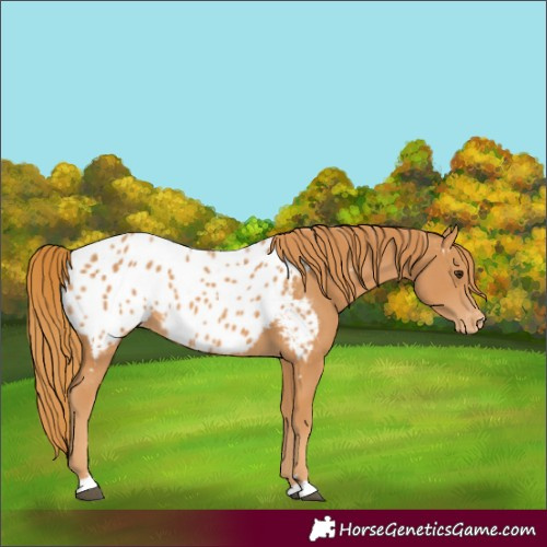 Horse Color:Chestnut Appaloosa 