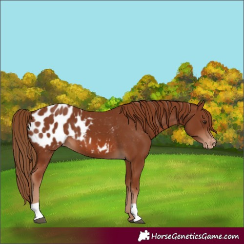 Horse Color:Chestnut Blanket