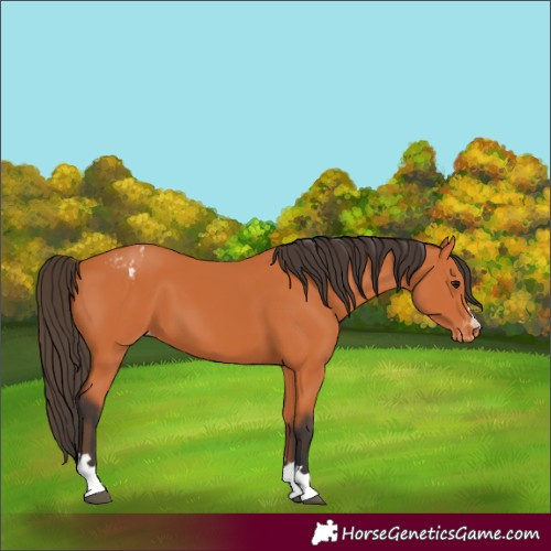 Horse Color:Bay Appaloosa 