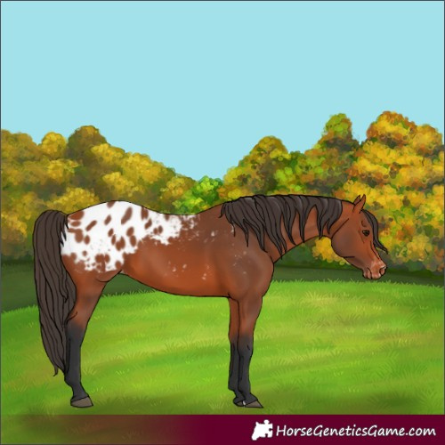 Horse Color:Bay Appaloosa 