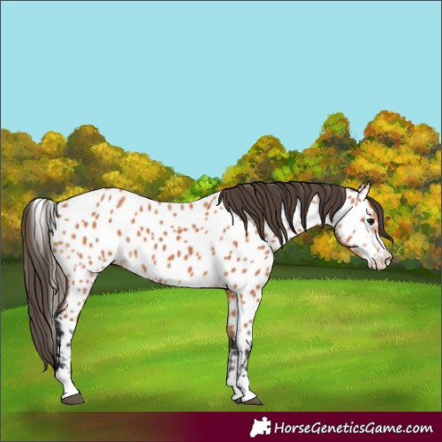 Horse Color:Bay Appaloosa 