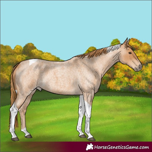 Horse Color:Unknown