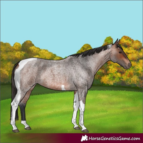 Horse Color:Unknown 
