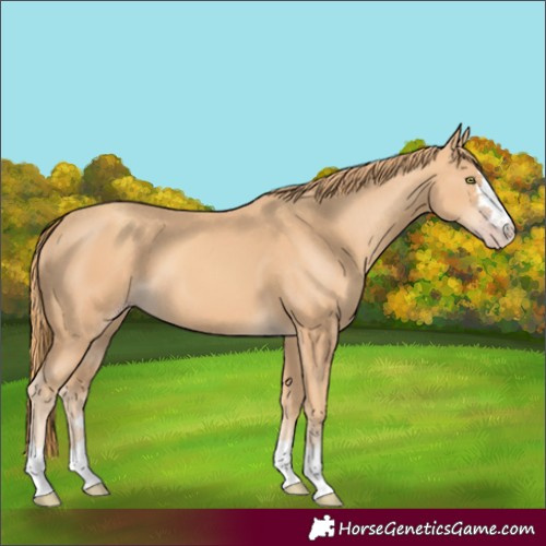 Horse Color:Unknown