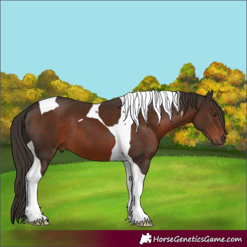 Horse Color:Liver Chestnut Tobiano 