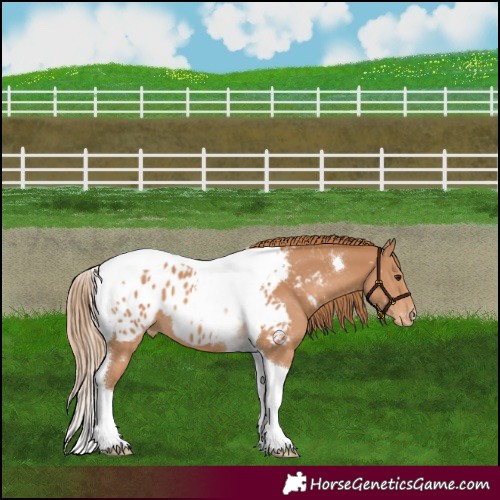 Horse Color:Chestnut Tobiano Near Leopard