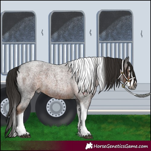 Horse Color:Unknown 