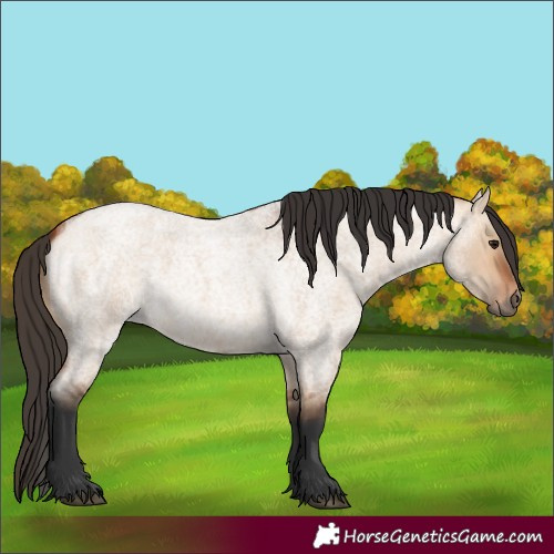 Horse Color:Bay Roan Dun 