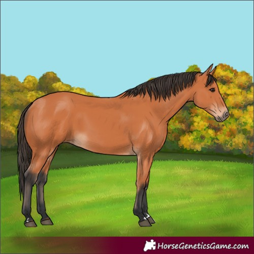 Horse Color:Unknown 