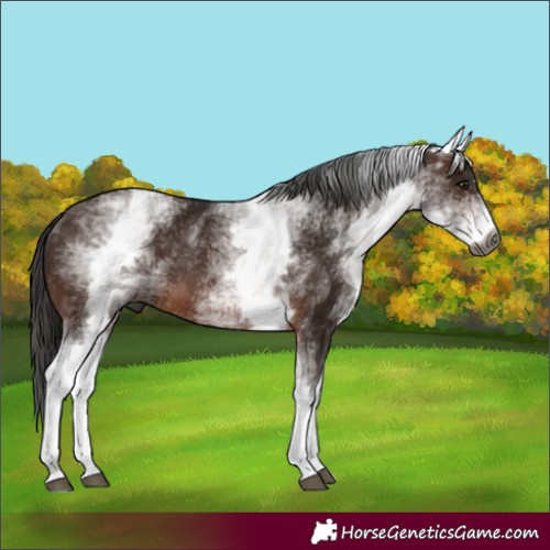 Horse Color:Unknown 