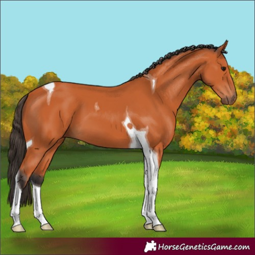 Horse Color:Bay Tobiano