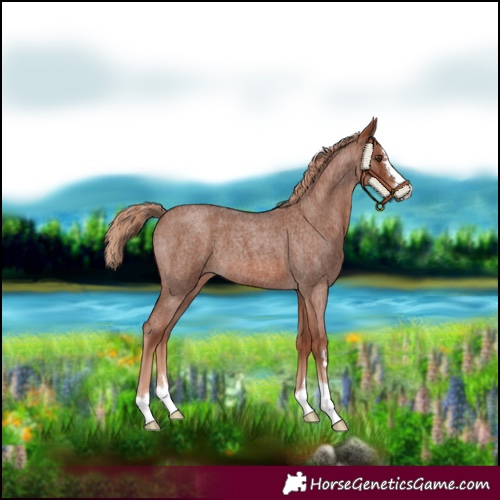 Horse Color:Red Roan