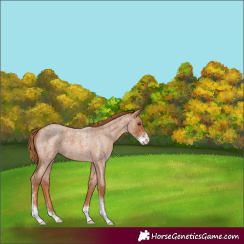 Horse Color:Red Roan Sabino 