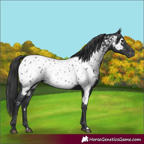 Horse Color:Black Near Leopard Rabicano 