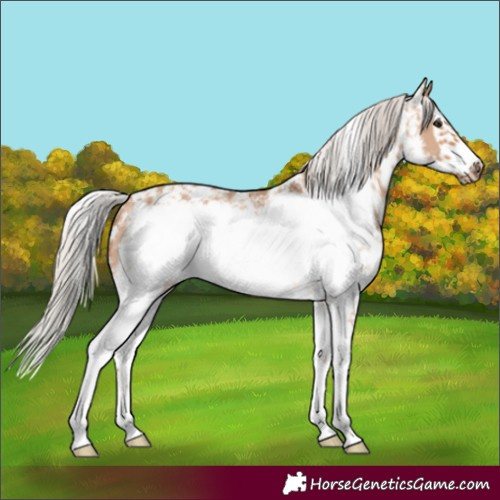Horse Color:Silver Bay Dun Sabino Frame Rabicano 