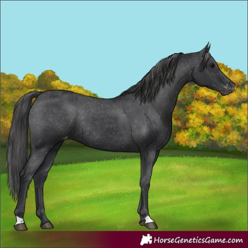 Horse Color:Black Varnish Rabicano