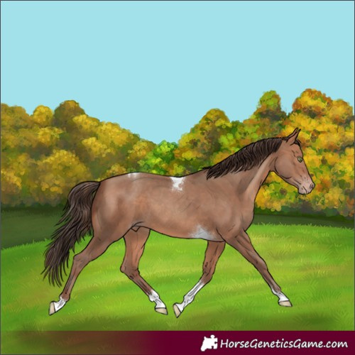Horse Color:Sable Champagne Tobiano