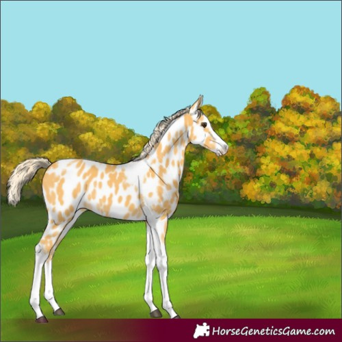 Horse Color:Palomino Splash Tobiano Near Leopard Rabicano
