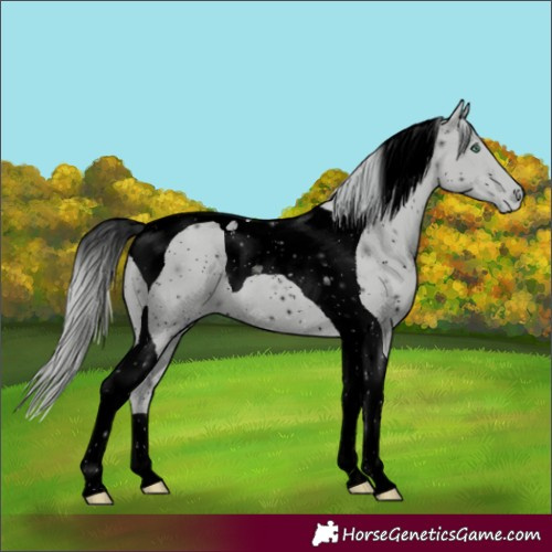Horse Color:ERROR: UNKNOWN ANOMALY