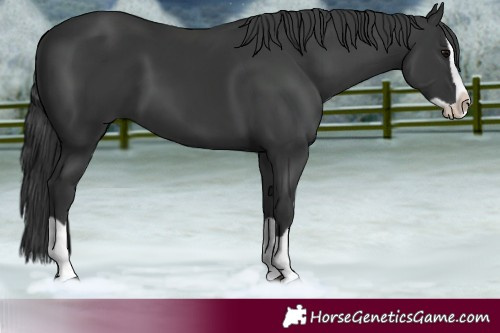Horse Color:Black Splash 