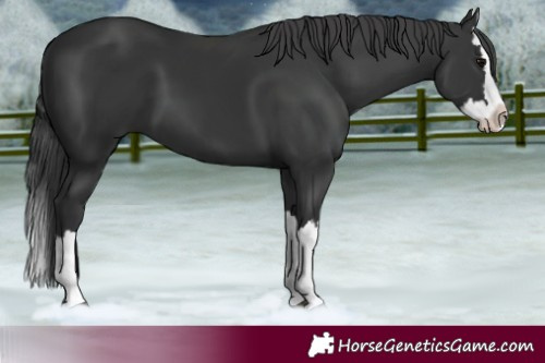 Horse Color:Black Splash 
