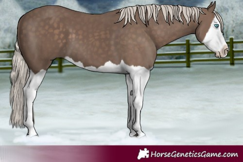 Horse Color:Silver Black Splash