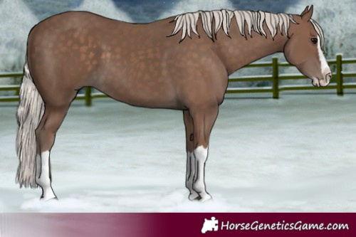 Horse Color:Silver Black Splash 