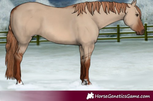 Horse Color:Red Dun