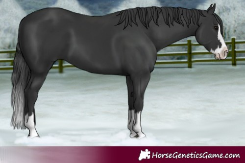 Horse Color:Black Splash