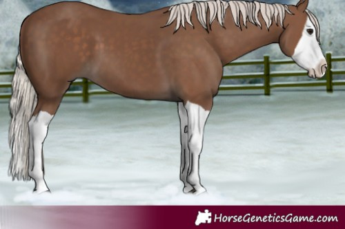 Horse Color:Silver Black Splash 
