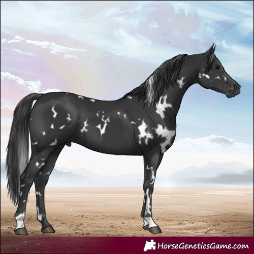 Horse Color:White Spotted Black 