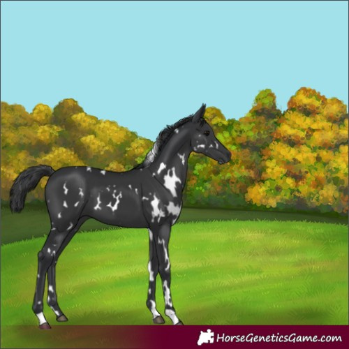 Horse Color:White Spotted Black 