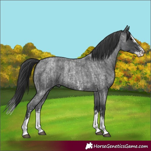 Horse Color:Blue Roan Sabino Splash  and Blue Roan Sabino Splash 