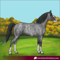 Horse Color:Blue Roan Sabino Splash  and Blue Roan Sabino Splash 
