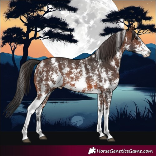 Horse Color:Brown Sabino Rabicano 