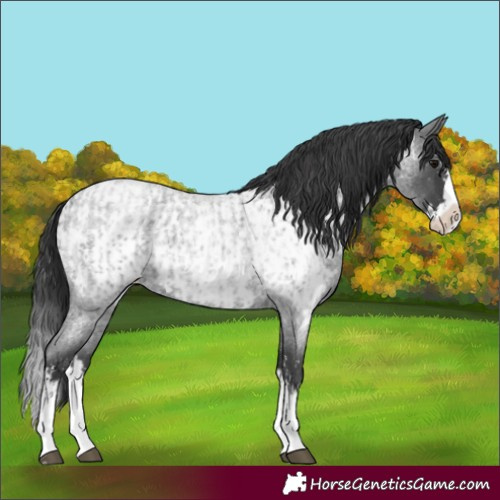 Horse Color:Blue Roan Sabino Splash  and Blue Roan Sabino Splash Near Leopard 