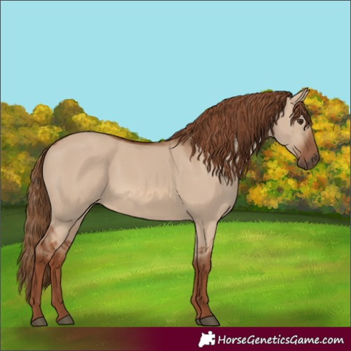 Horse Color:Red Dun 