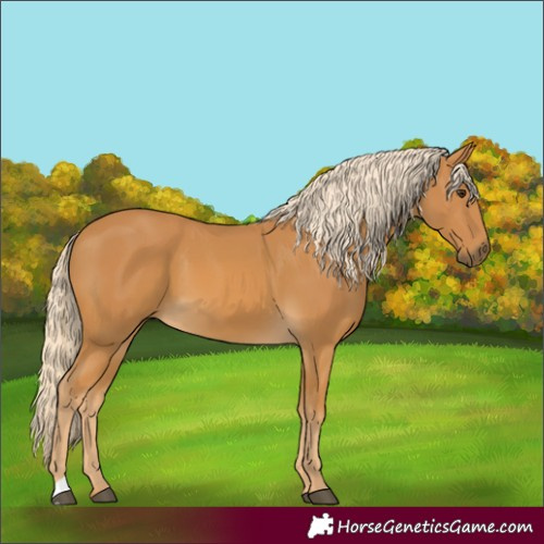 Horse Color:Palomino